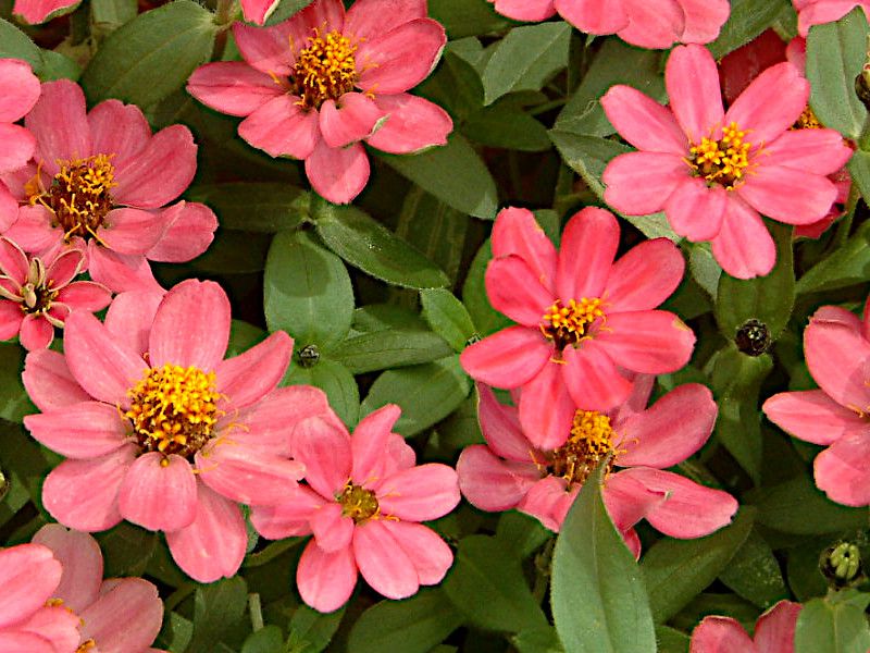 �W�j�A�E�v���t���[�W����(Zinnia Profusion)
